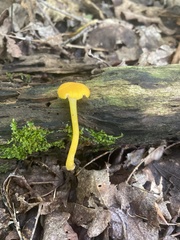 Pluteus chrysophlebius