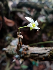 Dendrobium ovatum