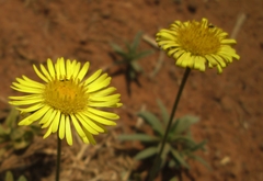 Felicia mossamedensis