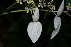 Hydrangea densifolia