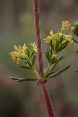 Galium capense