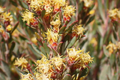 Leucadendron rubrum