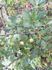 Crataegus crus-galli