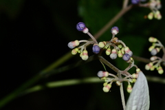 Hydrangea densifolia