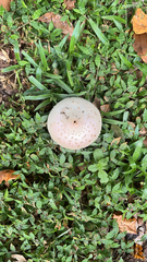 Chlorophyllum molybdites