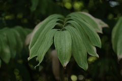 Polygonatum odoratum