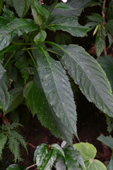 Hydrangea densifolia