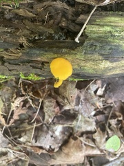 Pluteus chrysophlebius