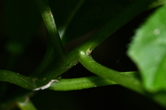 Hydrangea densifolia