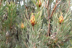 Leucadendron rubrum