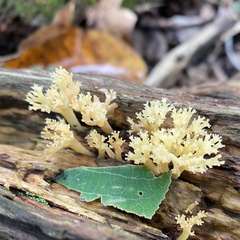 Artomyces pyxidatus