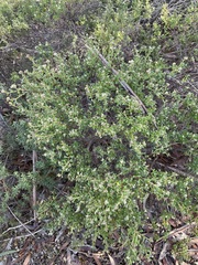 Pomaderris obcordata