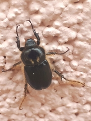 Melolonthinae