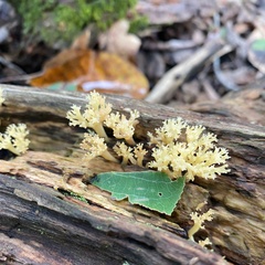 Artomyces pyxidatus