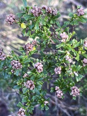 Pomaderris obcordata