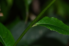 Hydrangea densifolia