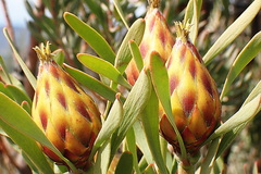 Leucadendron rubrum