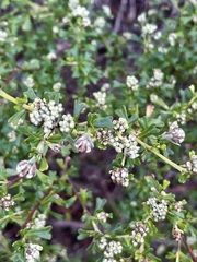 Pomaderris obcordata