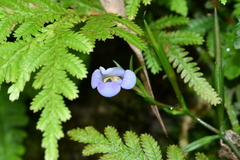 Bonnaya ruelloides