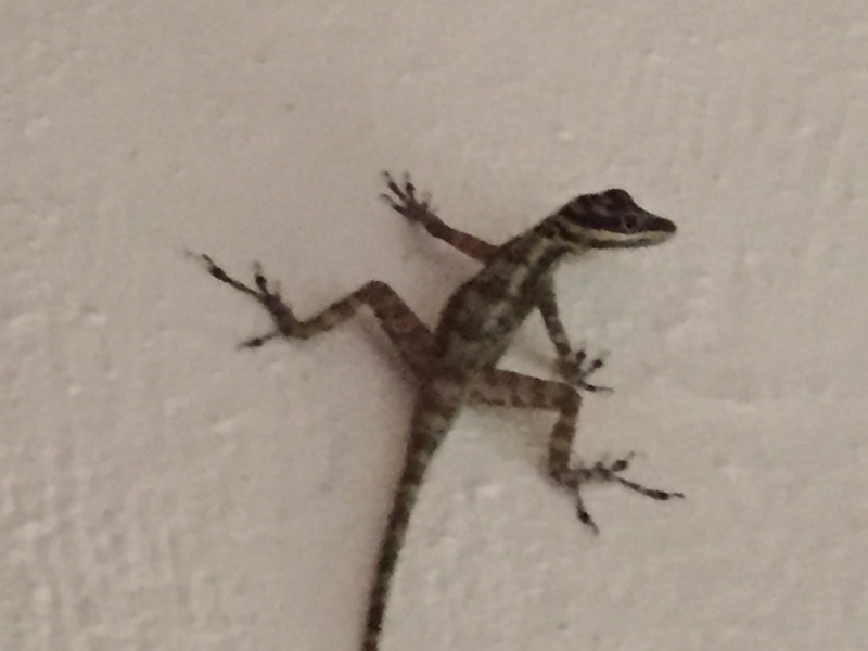 Cave Anole