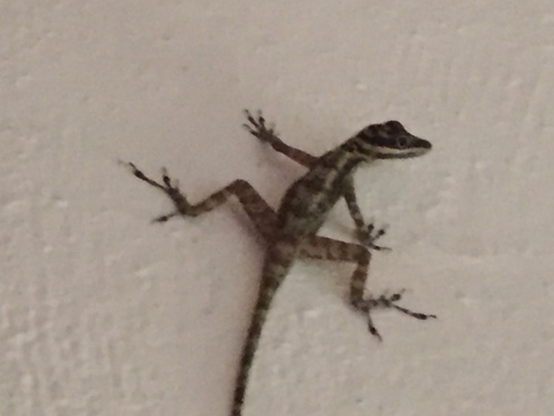 Cave Anole