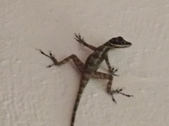 Anolis lucius