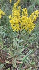 Solidago speciosa