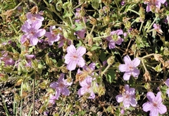 Geranium caespitosum