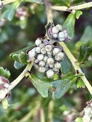 Pomaderris obcordata