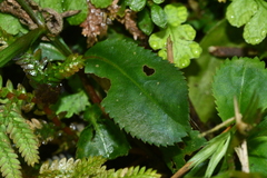 Bonnaya ruelloides