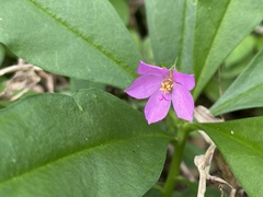 Talinum fruticosum