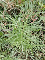 Senecio linifolius
