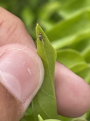 Dioxyna picciola