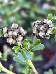 Pomaderris obcordata