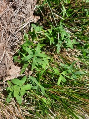 Oxalis bipartita