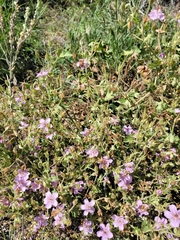 Geranium caespitosum