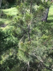 Allocasuarina littoralis