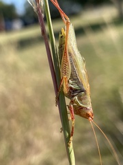 Orchelimum campestre