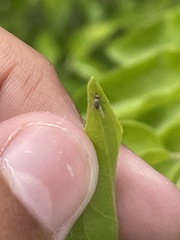Dioxyna picciola