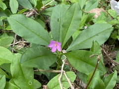 Talinum fruticosum