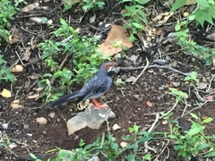Turdus plumbeus