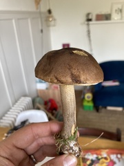 Leccinum