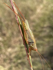 Orchelimum campestre