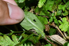 Bonnaya ruelloides