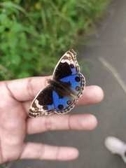 Junonia orithya