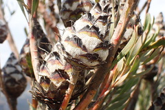 Leucadendron rubrum