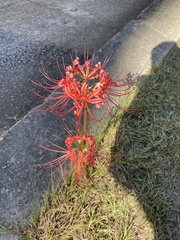 Lycoris