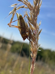 Orchelimum campestre