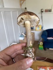 Leccinum
