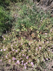 Geranium caespitosum